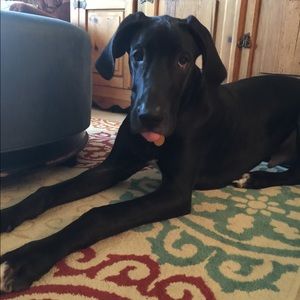 Meet your Posher, Penny